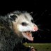 Reply Possum (@stush9000) Twitter profile photo Reply Possum (@stush9000) Twitter profile photo