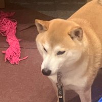 もと (@motonapi) 's Twitter Profile