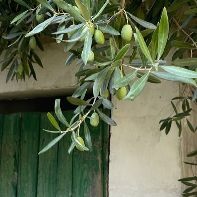 CS student | سبحان الرزاق ذو القوة المتين | intp | وفي أوقات أخرى @leena_hu1