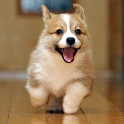 KOmobusola's profile picture. 