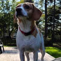 Lisa Felts (@researchsaves) 's Twitter Profile