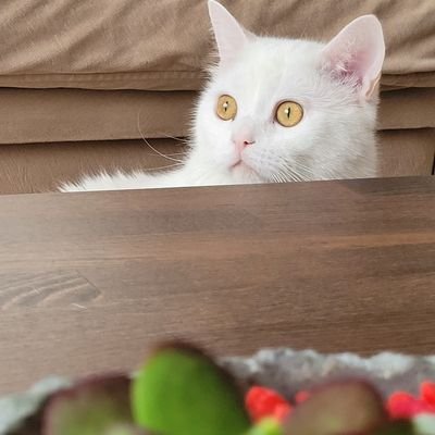 Staj Mağduriyetinin giderileceğine olan ümidimi kaybettim, çalışmalara katılmıyorum.