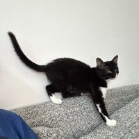 Hasaqui Yamanobe (@hasaqui) 's Twitter Profile