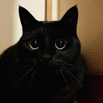 Cornel78312597's profile picture. Visător la ziua de mâine