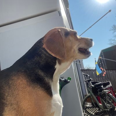 Annie 🏳️‍🌈🇸🇪さんのプロフィール画像