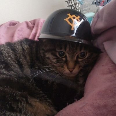 usebrain32's profile picture. ちゃす！ オタクに優しいギャルであり1等分のキモオタでもあるハイブリッドつまり現役美少女JK卍👊
右投げ右打ち　即戦力外投手
 送球イップス
巨人ファンではなく巨人軍 
44軍不動の2番打者

https://t.co/Ez9o1QwczL