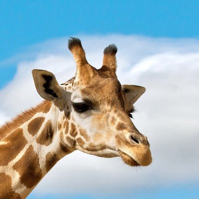 CanvasCityTM's profile picture. It‘s not the end guys.