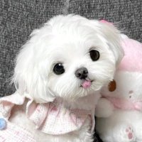 ๐ฉ (@myao_nya7) 's Twitter Profile