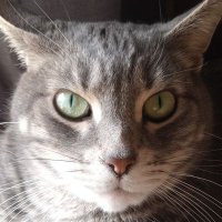 Goblin (@ed_goblin) 's Twitter Profile