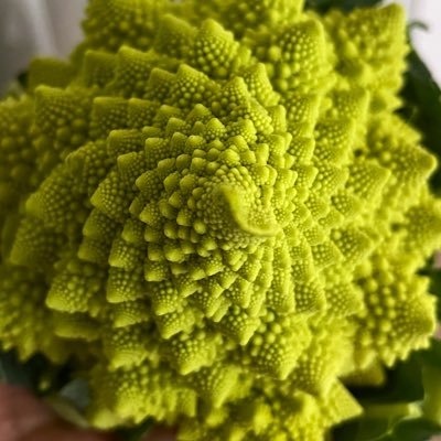 信長の時代ならもう死んでる年寄り。本垢凍ったので作ったサブ垢。平和にツイッターの揉め事を眺めたい野次馬。フォローいただいても、フォロワーさんにスパム垢の多い方はブロ解いたします。