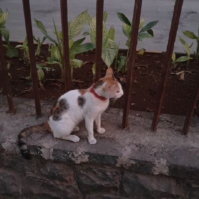 HiteshA70398199's profile picture. 