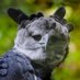 AVES DE RAPINA - ESTUDOS (@rapinathe51285) Twitter profile photo AVES DE RAPINA - ESTUDOS (@rapinathe51285) Twitter profile photo