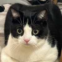 Taro Xiaozhi Yang (@taroyang3302) 's Twitter Profile