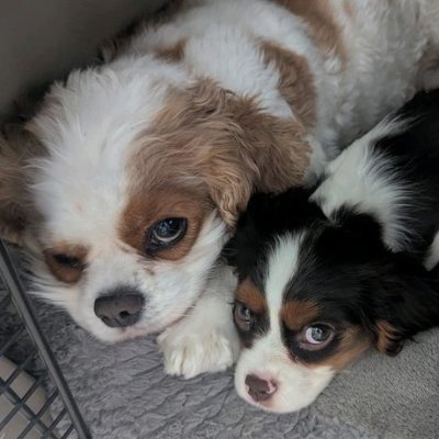 BurroGrande's profile picture. 