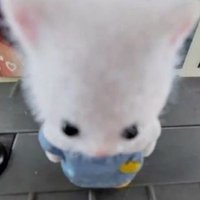Cinn ♡ しん (@pompompurlnn) 's Twitter Profile