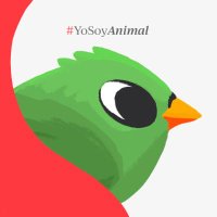 Animal Político (@pajaropolitico) 's Twitter Profile Photo Animal Político (@pajaropolitico) 's Twitter Profile Photo