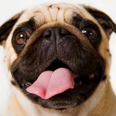 Live in peace ⛈️⛈️
Best dogs stuff.
NO Free content 💯💕