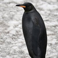 diego (@instadiego) 's Twitter Profile