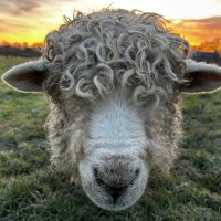 Charlie Herbert (@charlie533080) 's Twitter Profile