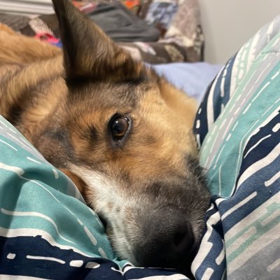 audioslaveac's profile picture. anthro