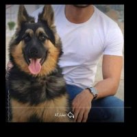 فهد الوليد (@asd1532072) 's Twitter Profile