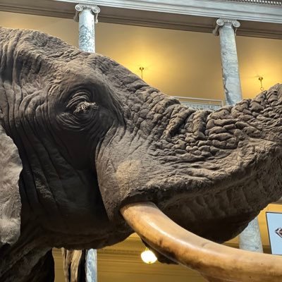 serrotauhsoj's profile picture. Rendering ........