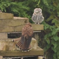 Cornelius Jones (@northern_birder) 's Twitter Profile