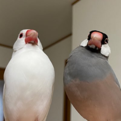 ぴぃちゃん Profile