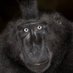 humanzee (@chimp_mode) Twitter profile photo humanzee (@chimp_mode) Twitter profile photo