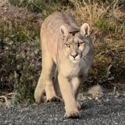 CMESAJR's profile picture. Big 8/SWC Fan. First CFB Game 1959 CU v Baylor. CU and UH Alum. Daughter 1 CU, Daughter 2 TAMU, Daughter 3 UH. BIG XII Rules. ASTROS Rules. Hala Madrid.