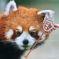 Orix (@orixfv) 's Twitter Profile Photo