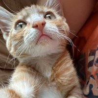 Willow (@xxia5382) 's Twitter Profile