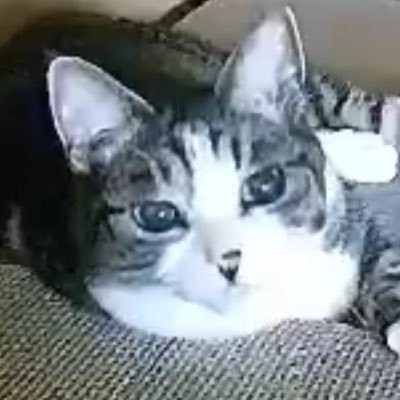getover4055's profile picture. 逢い猫日記 2024年6月21日13才（現14才）、名前は前の飼い主さんが『にゃん』と付けたので私は『Sun』を付けて『にゃんSun』。 彼女との生活日記を書き続けようと思います