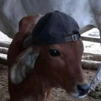 caio (@caio_melu) 's Twitter Profile Photo caio (@caio_melu) 's Twitter Profile Photo