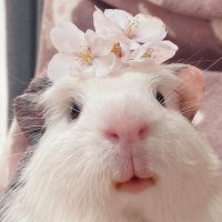 ほにゅうズ (@honyu1013) 's Twitter Profile Photo ほにゅうズ (@honyu1013) 's Twitter Profile Photo