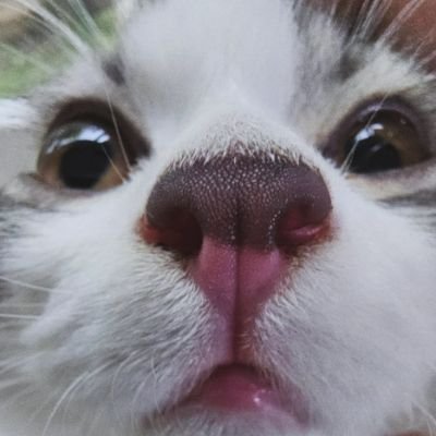 yourlocal_suku's profile picture. local salmon twitter accoynt