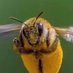 The 🐝 That 🐝 (@thebeeforme) Twitter profile photo The 🐝 That 🐝 (@thebeeforme) Twitter profile photo