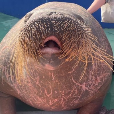 himapopobiglove's profile picture. セイウチの初心者おたく🔰伊勢シーのヒマポポが大好き🌻🌼 ヒョウモントカゲモドキを飼っています フタユビナマケモノも好き 動物お好きな方、お気軽にフォローお願いします☺️