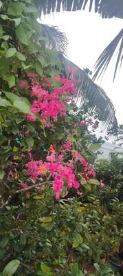 neekheel's profile picture. 