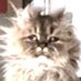 🇨🇦HildyCat🇨🇦 TEAM CANADA! (@citizencda) Twitter profile photo 🇨🇦HildyCat🇨🇦 TEAM CANADA! (@citizencda) Twitter profile photo