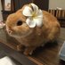 🐇 (@fsly351) Twitter profile photo 🐇 (@fsly351) Twitter profile photo