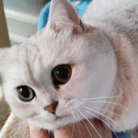 ナツキ (@srisntk_) 's Twitter Profile