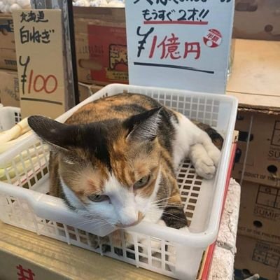 yu_oka16's profile picture. ようこそ
170cm男、30歳、56 kg
🚬 吸いません、🍺たまに飲みます、
よろしくお願いします🙇