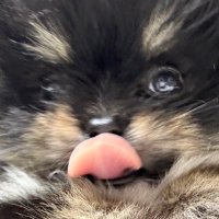 M4A5G3E1N4T5A (@wandava) 's Twitter Profile
