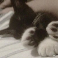 leia (@meowmeowme0w1) 's Twitter Profile