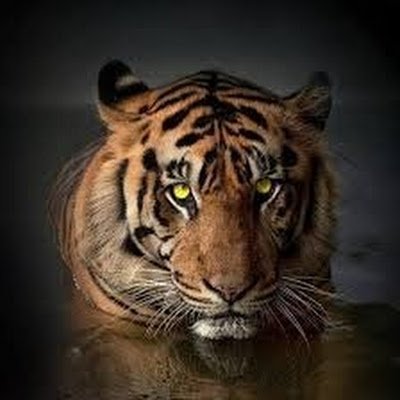 HwgAl33570's profile picture. 