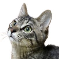 DentouNippon's profile picture. 保護猫ショウと先住猫マロン&シィ。癒しと笑いの猫だらけな毎日🐾 フォローして一緒に癒されてね🐱