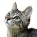 ねこのショウちゃんHOUSE (@dentounippon) Twitter profile photo ねこのショウちゃんHOUSE (@dentounippon) Twitter profile photo