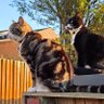 jroberts1981's profile picture. Gillingham FC and cats is pretty much all I talk about on here 🤪