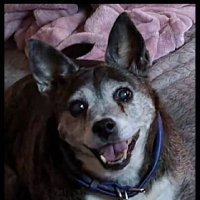 Foster Failure (@pitzrwe) 's Twitter Profile